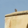 Zdjęcie z Maroka - polowanie na pustułkę