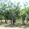 Zdjęcie z Maroka - plantacje drzew korkowych