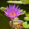 Zdjęcie z Tajlandii - Jeszcze jeden piekny kwiat