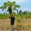 Zdjęcie z Tajlandii - Pod papajowym drzewkiem :)