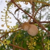 Zdjęcie z Tajlandii - ...i owoce tej samej rosliny