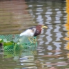 Zdjęcie z Tajlandii - Czapla białoskrzydła