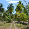 Zdjęcie z Tajlandii - "Las palmas" - plantacja kokosowa kolo naszego hotelu