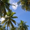 Zdjęcie z Tajlandii - "Las palmas" - plantacja kokosowa kolo naszego hotelu