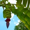 Zdjęcie z Tajlandii - Wszedzie rosna banany