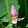 Zdjęcie z Tajlandii - Kwiat bananowca