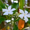 Zdjęcie z Tajlandii - Znowu "drzewo jasminowe" i przecudnie pachnace kwiaty