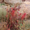 Zdjęcie z Maroka - flora