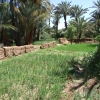 Zdjęcie z Maroka - uprawy