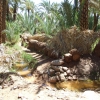 Zdjęcie z Maroka - w oazie