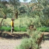 Zdjęcie z Maroka - uprawa ogródka