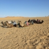 Zdjęcie z Maroka - są wielbłądy