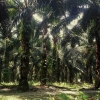 Zdjęcie z Tajlandii - Docieram do plantacji palm olejowych