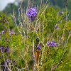 Zdjęcie z Tajlandii - Hotelowa flora - mlode jacarandy