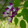 Zdjęcie z Tajlandii - Hotelowa flora