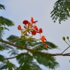 Zdjęcie z Tajlandii - Hotelowa flora