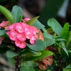 Zdjęcie z Tajlandii - Euphorbia czyli wilczomlecz - wiem to dzieki Papuasowi :)