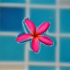 Zdjęcie z Tajlandii - Fotka kwiatkowo-basenowa :)