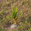 Zdjęcie z Tajlandii - Rosnie nowa palma kokosowa