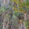 Zdjęcie z Tajlandii - Flora rosnaca na pionowych skalach