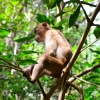Zdjęcie z Tajlandii - Pokazaly sie ciekawskie makaki