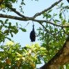 Zdjęcie z Tajlandii - Owocozerny nietopez (chyba krótkonosek sundajski)