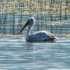 Zdjęcie z Czarnogóry - jest i pelikan kędzierzawy