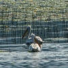 Zdjęcie z Czarnogóry - fotosesja pelikanów kędzierzawych :))
