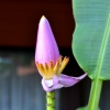 Zdjęcie z Tajlandii - Kwiat bananowca