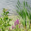 Zdjęcie z Polski - Brzegi zbiornika porośnięte są bujną roślinnością.