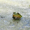 Zdjęcie z Polski - Okazało się, że jest to królestwo żab. Są ich tu wielkie ilości :)