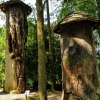 Zdjęcie z Polski - odrzynki pni ponad 500 letnich drzew bartnych