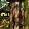 Zdjęcie z Polski - kilkusetletnie bartne drzewa