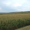 Zdjęcie z Bułgarii - serbskie uprawy