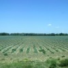Zdjęcie z Bułgarii - bułgarskie uprawy