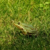 Zdjęcie z Polski -  moje żaby :) 
