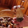 Zdjęcie z Polski - i borowik szlachetny znaleziony pod dębem w moim ogrodzie 