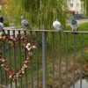 Zdjęcie z Polski - kłódki miłosne na mostku z gołębim komitetem powitalnym:)