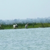 Zdjęcie z Etiopii - kolonia pelikanów