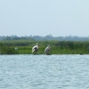 Zdjęcie z Etiopii - pelikan różowy