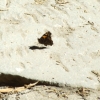 Zdjęcie z Etiopii - motylek