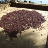 Zdjęcie z Etiopii - suszenie kawy