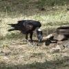 Zdjęcie z Etiopii - kruk grubodzioby