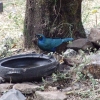 Zdjęcie z Etiopii - błyszczak stalowy