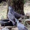 Zdjęcie z Etiopii - gołąb białokryzy