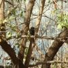 Zdjęcie z Etiopii - mucharka czarna
