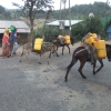 Zdjęcie z Etiopii - transport wody