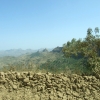 Zdjęcie z Etiopii - nawet drzewa zakurzone