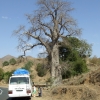 Zdjęcie z Etiopii - baobab