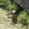 Zdjęcie z Etiopii - wiewiórka
